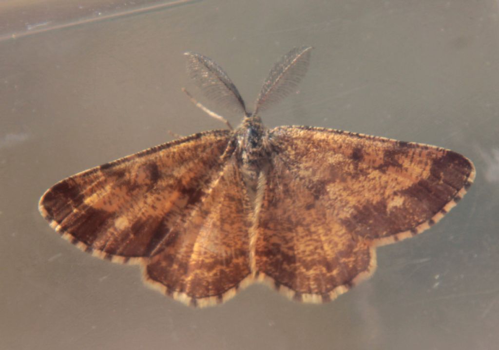 Altra falena da determinare